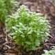 Босилек - мини / Mini Basil Босилек - мини / Mini Basil