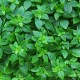 Босилек - мини / Mini Basil Босилек - мини / Mini Basil