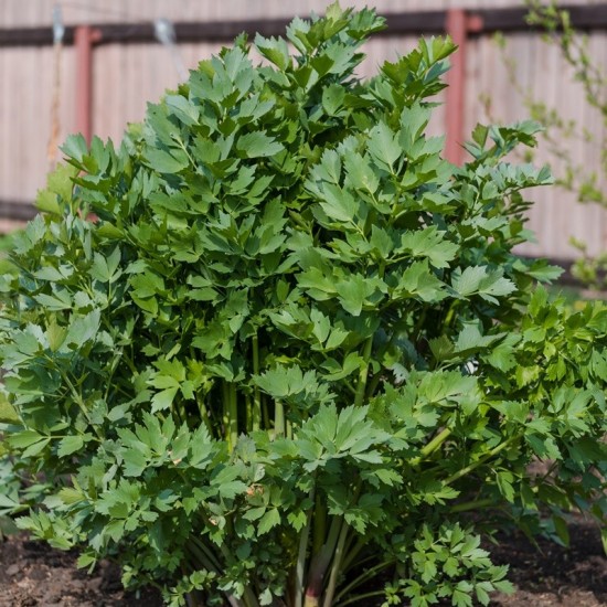 Девесил / Lovage