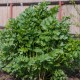 Девесил / Lovage