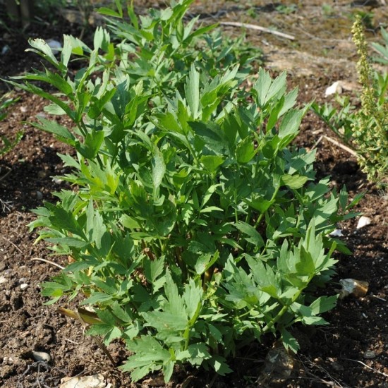 Девесил / Lovage