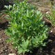 Девесил / Lovage