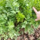 Девесил / Lovage