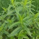 Джоджен - Гьозум / Mentha Spicata 