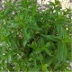 Джоджен - Гьозум / Mentha Spicata 