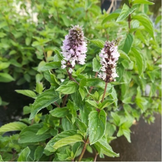 Джоджен - Гьозум / Mentha Spicata 