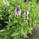 Джоджен - Гьозум / Mentha Spicata 