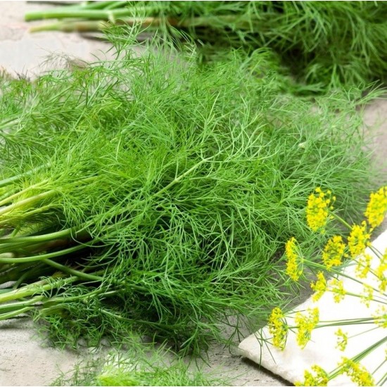 Копър / Dill