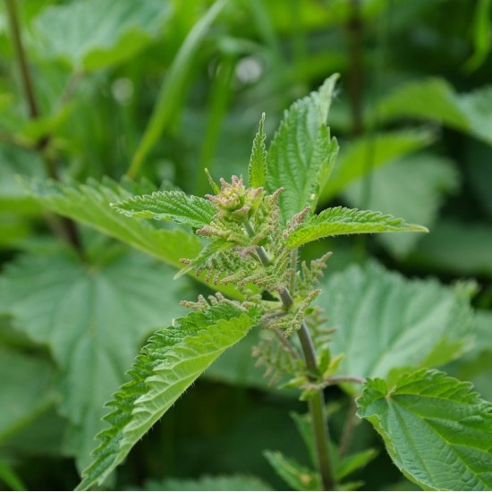 Коприва / Urtica Коприва / Urtica