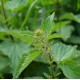 Коприва / Urtica Коприва / Urtica