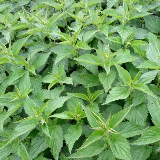 Коприва / Urtica Коприва / Urtica