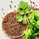Кориандър / Coriander / Cilantro