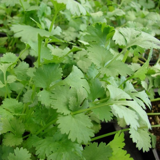 Кориандър / Coriander / Cilantro