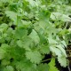 Кориандър / Coriander / Cilantro