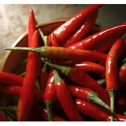 Лют пипер Чили / Chili Pepper