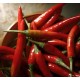 Лют пипер Чили / Chili Pepper