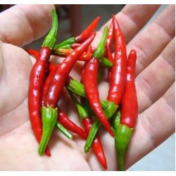 Лют пипер Чили / Chili Pepper