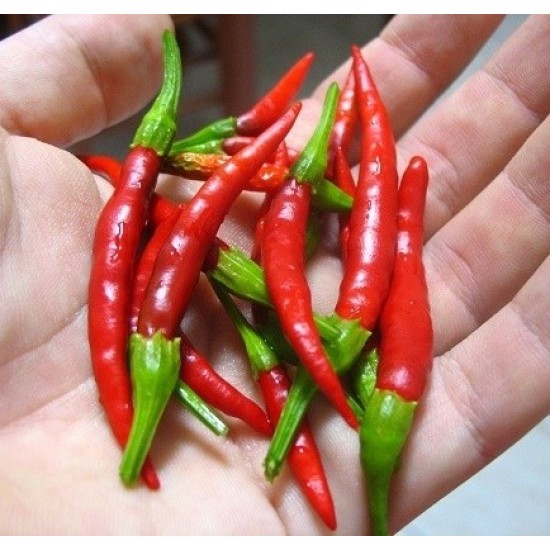 Лют пипер Чили / Chili Pepper