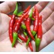 Лют пипер Чили / Chili Pepper