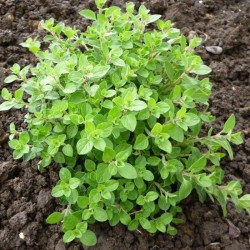 Майорана / Origanum majorana