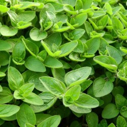 Майорана / Origanum majorana