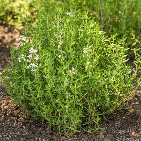 Мащерка / Thymus vulgaris