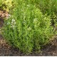 Мащерка / Thymus vulgaris