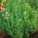 Мащерка / Thymus vulgaris