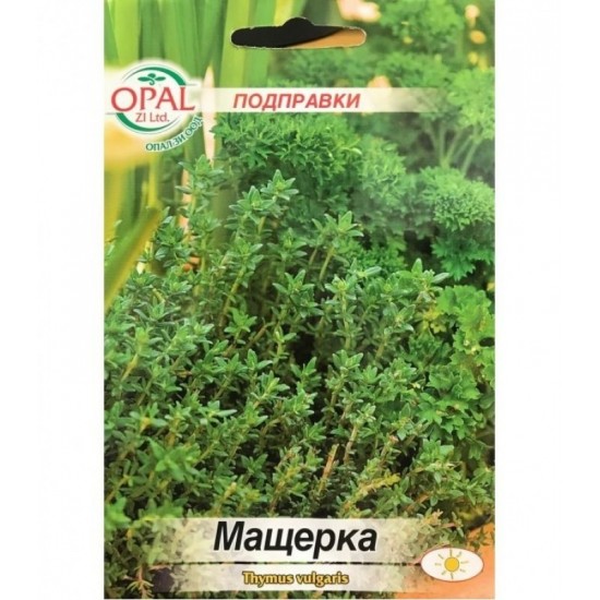 Мащерка / Thymus vulgaris
