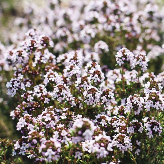 Мащерка / Thymus vulgaris
