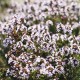 Мащерка / Thymus vulgaris