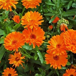 Медицински невен / Calendula officinalis
