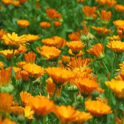 Медицински невен / Calendula officinalis
