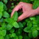 Мента / Mentha pulegium Мента / Mentha pulegium
