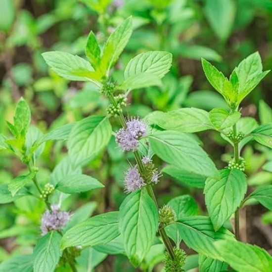 Мента / Mentha pulegium Мента / Mentha pulegium