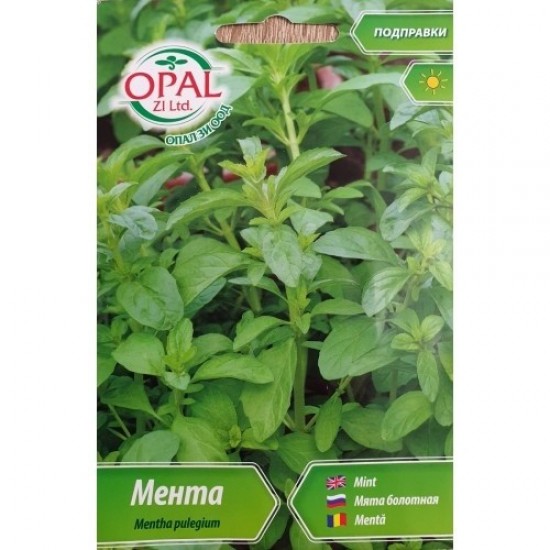 Мента / Mentha pulegium Мента / Mentha pulegium