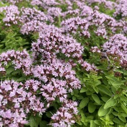 Риган / Origanum vulgare