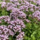 Риган / Origanum vulgare