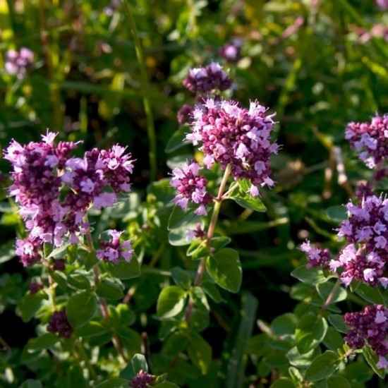 Риган / Origanum vulgare