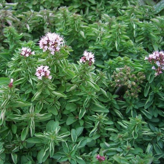 Риган / Origanum vulgare