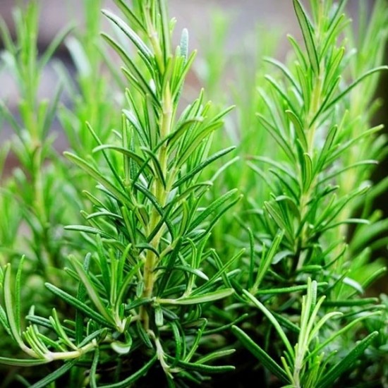 Розмарин / Rosmarínus officinális