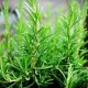 Розмарин / Rosmarínus officinális