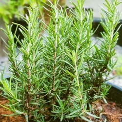 Розмарин / Rosmarínus officinális