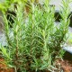 Розмарин / Rosmarínus officinális