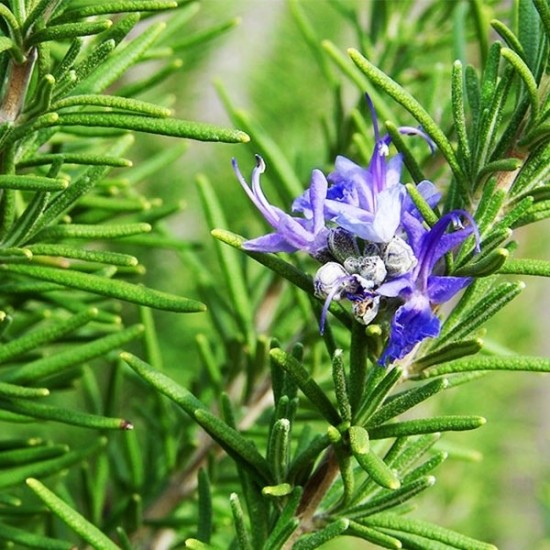 Розмарин / Rosmarínus officinális