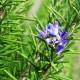 Розмарин / Rosmarínus officinális