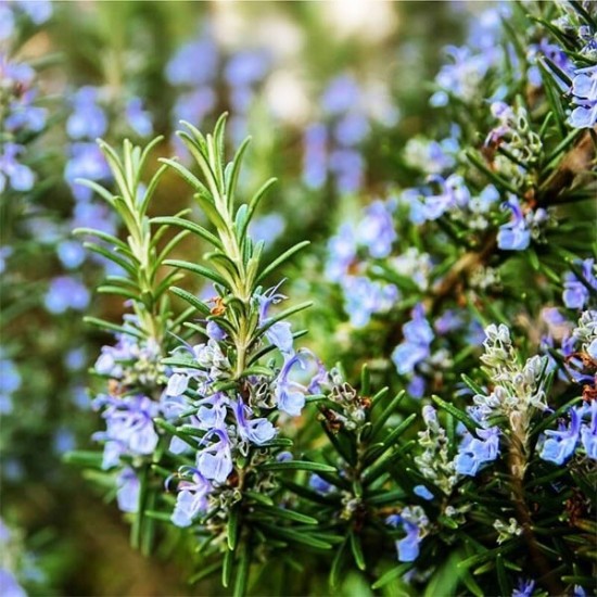 Розмарин / Rosmarínus officinális