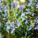 Розмарин / Rosmarínus officinális