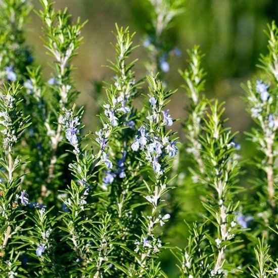 Розмарин / Rosmarínus officinális