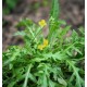 Рукола - Дива / Wilde Rucola